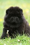 CHOW CHOW 483
